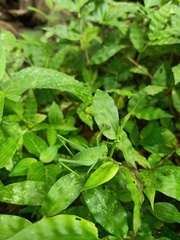 Orthoptera
