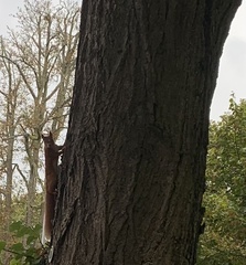 Sciurus vulgaris