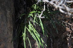 Gazania linearis linearis