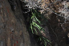 Gazania linearis linearis