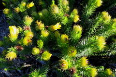 Cullumia carlinoides