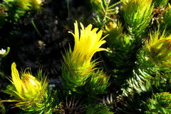 Cullumia carlinoides