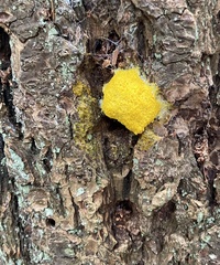 Fuligo septica septica