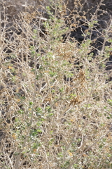 Atriplex torreyi torreyi