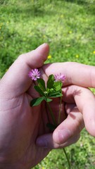 Trifolium resupinatum