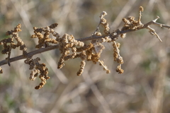 Atriplex torreyi torreyi
