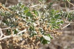 Atriplex torreyi torreyi