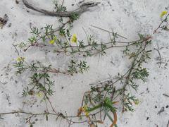 Rhynchosia ferulifolia