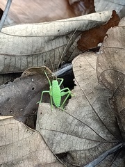 Tettigoniidae