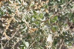 Atriplex torreyi torreyi