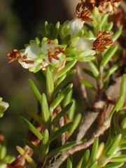 Erica glumiflora