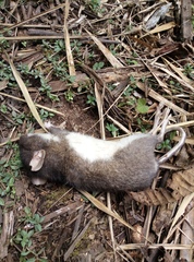 Heteromys nelsoni