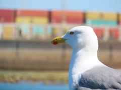 Larus michahellis