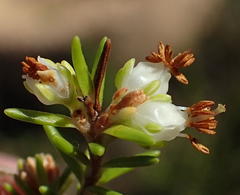 Erica glumiflora