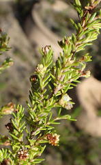 Erica glumiflora