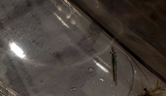 Eumalacostraca