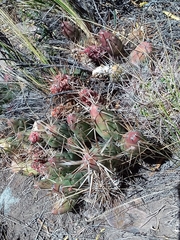 Maihueniopsis ovata