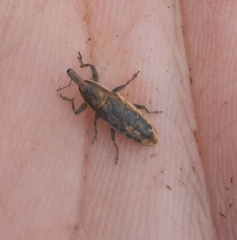 Lixus subtilis