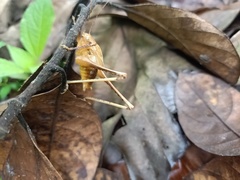 Orthoptera