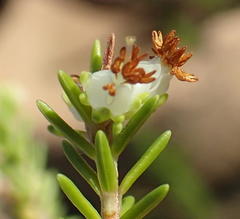 Erica glumiflora