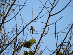 Serpophaga subcristata