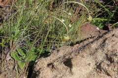 Alepidea serrata cathcartensis