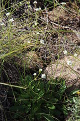 Alepidea serrata cathcartensis