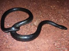 Lycophidion capense capense