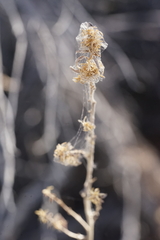 Brickellia longifolia multiflora