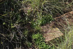 Alepidea serrata cathcartensis