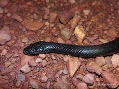 Lycophidion capense capense