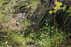 Alepidea serrata cathcartensis