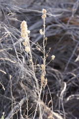 Brickellia longifolia multiflora