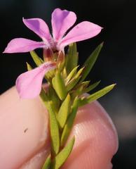 Acmadenia obtusata