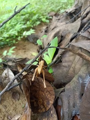 Orthoptera