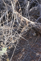 Brickellia longifolia multiflora