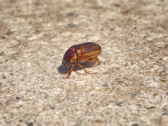 Phyllophaga bruneri