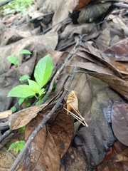 Orthoptera