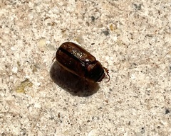 Phyllophaga bruneri