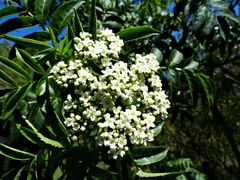 Sambucus australis