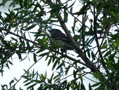 Serpophaga subcristata
