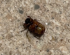 Phyllophaga bruneri