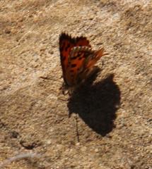 Chrysoritis braueri
