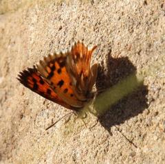 Chrysoritis braueri