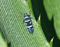 Balacha melanocephala