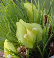 Aspalathus alopecurus