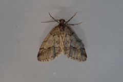 Tephronia lhommaria