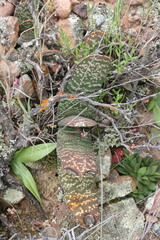 Gasteria disticha