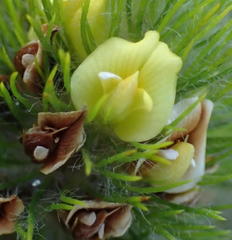 Aspalathus alopecurus