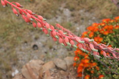 Gasteria disticha disticha
